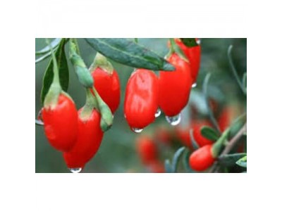 Premium Goji Berry 100 g - from Japan